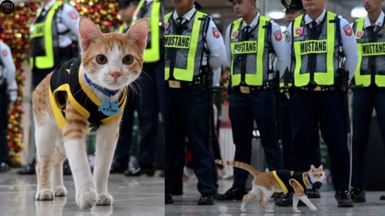 CAT: మాల్⁭లో సెక్యూరిటీ గార్డ్ డ్యూటీ చేస్తున్న పిల్లి.. ఇదెక్కడి వింత రా బాబు..!