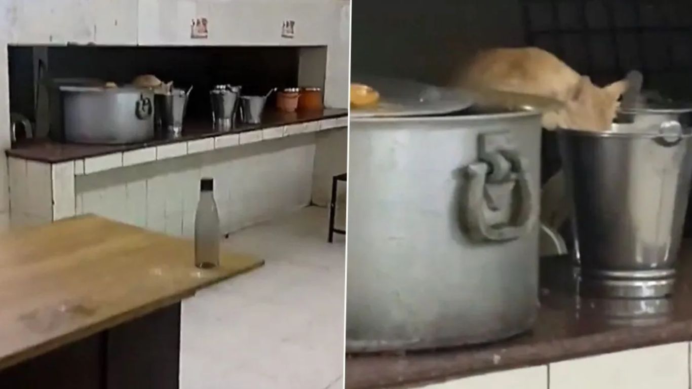 KTR Tweet : మొన్న ఎలుక.. నేడు పిల్లి.. జేఎన్టీయూహెచ్ హాస్టల్లో..