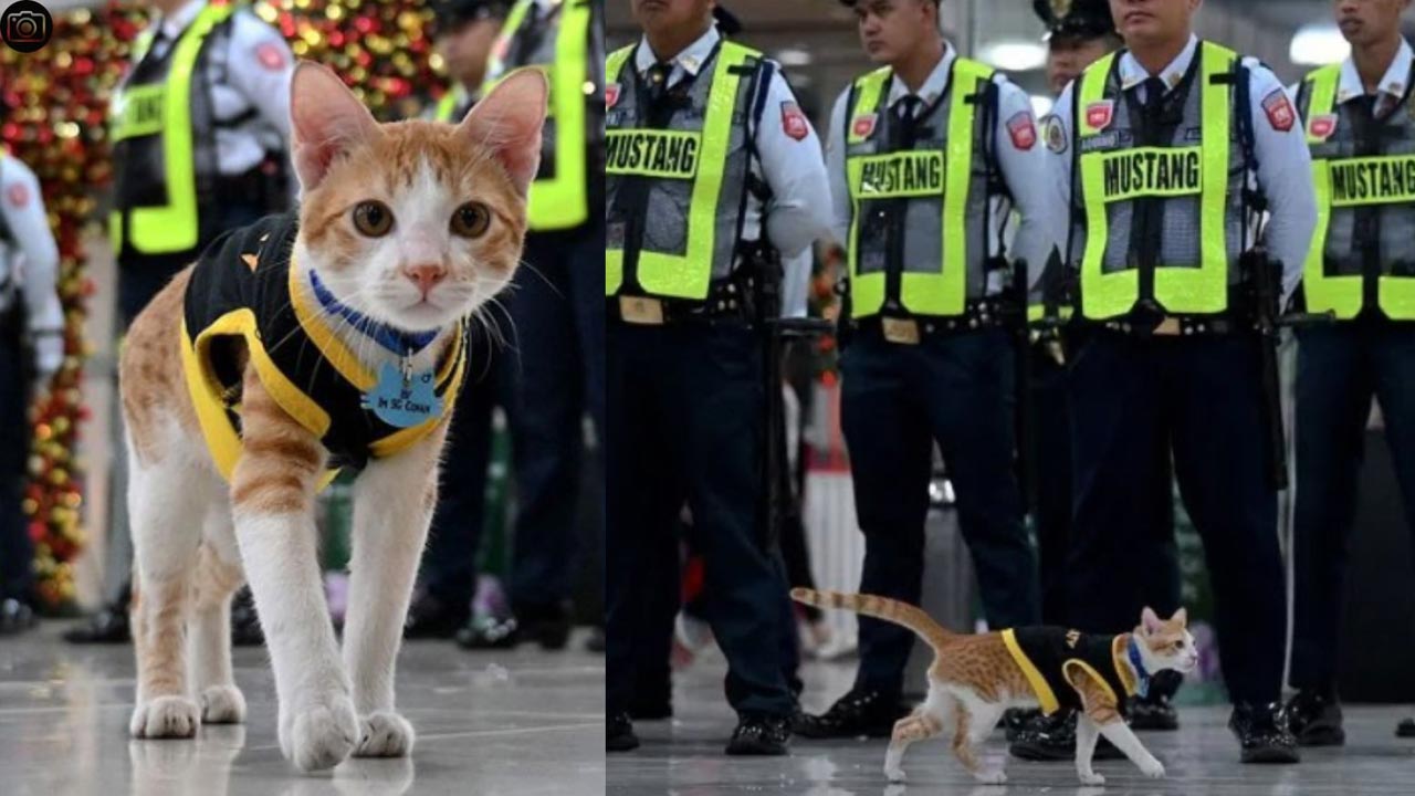 CAT: మాల్⁭లో సెక్యూరిటీ గార్డ్ డ్యూటీ చేస్తున్న పిల్లి.. ఇదెక్కడి వింత రా బాబు..!