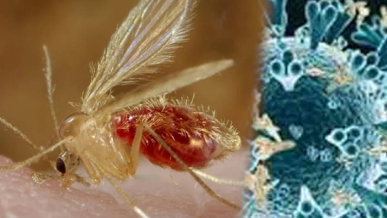 Chandipura virus: గుజరాత్ లో  రెండ్రోజుల్లో 5 మంది పిల్లల్ని బలితీసుకున్న ‘చండీపురా’ వైరస్..దాని లక్షణాలు ఇవే..