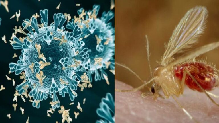 Chandipura virus: గుజరాత్‌లో ‘‘చండీపురా వైరస్’’ కలకలం.. నలుగురు పిల్లలు మృతి..