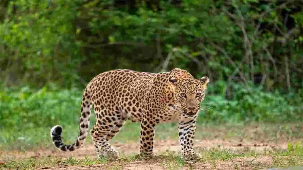 Leopard: చిరుత మళ్లీ వచ్చింది.. పచ్చర్లలో మహిళ, తిరుమలలో చిన్నారిని చంపింది ఒక్కటే
