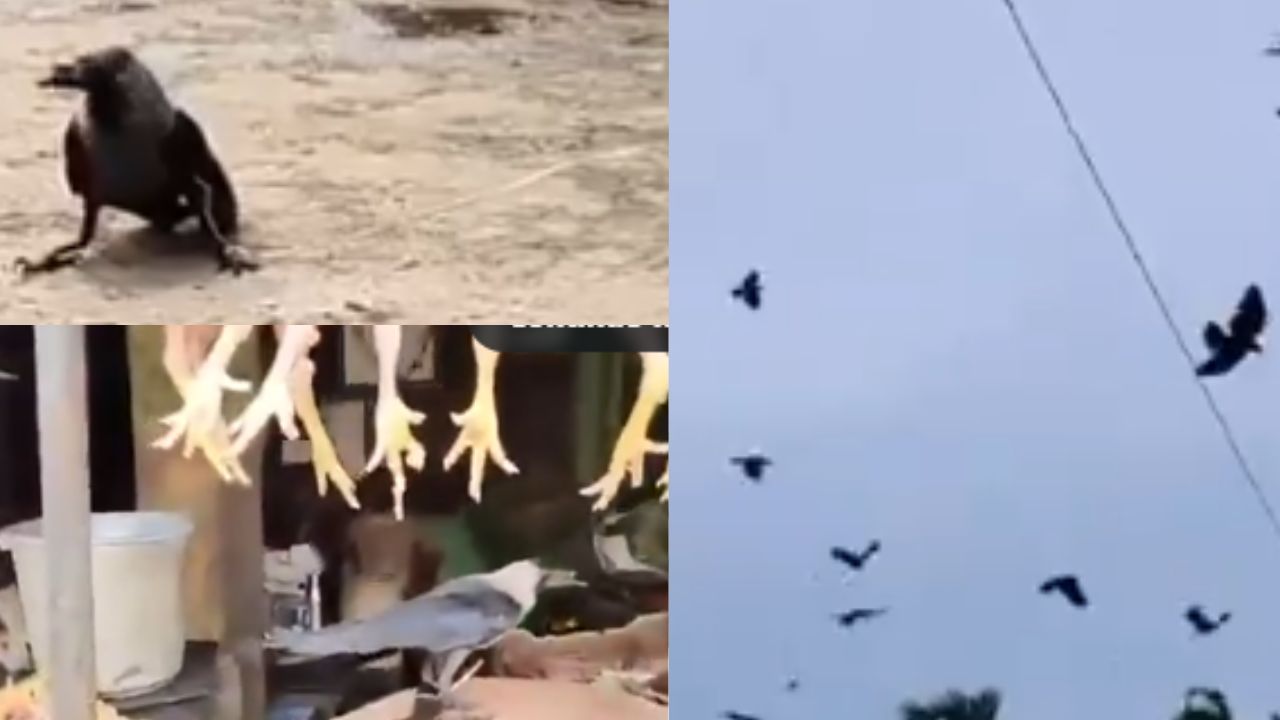 Crows Viral Video: కాకిని తాడుతో కట్టేసిన చికెన్ షాప్ యజమాని.. రివేంజ్ తీర్చుకున్న కాకుల గుంపు!