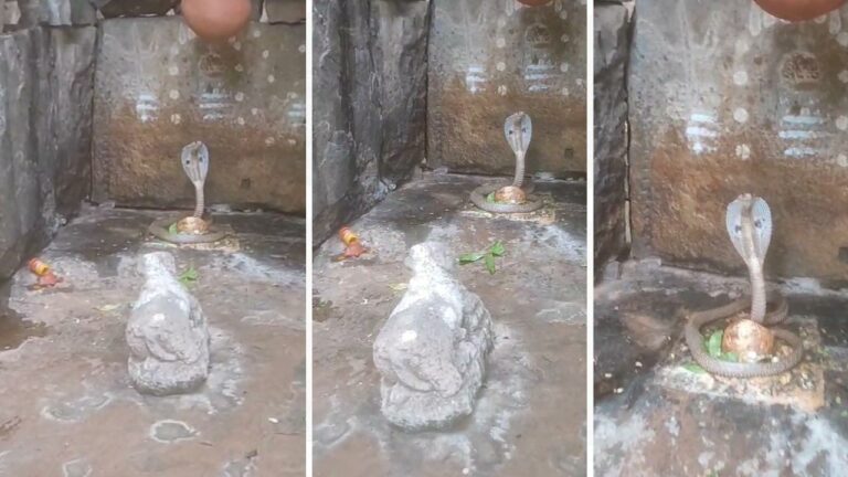 Cobra Coiled Around Shivling: శ్రీశైలంలో శివలింగాన్ని చుట్టుకొని ఉన్న నాగుపాము.. వీడియో వైరల్‌..