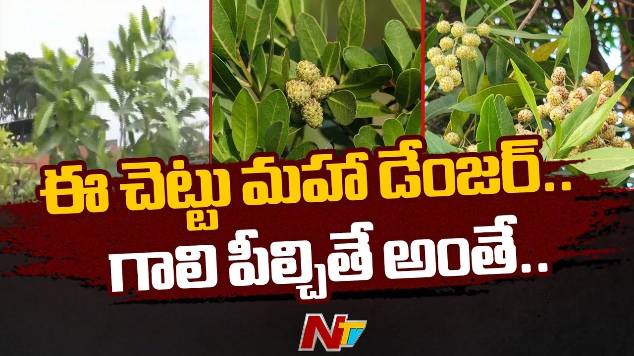 Conocarpus Plants: ఈ చెట్టు మహా డేంజర్.. గాలి పీలిస్తే అంతే సంగతులు..!