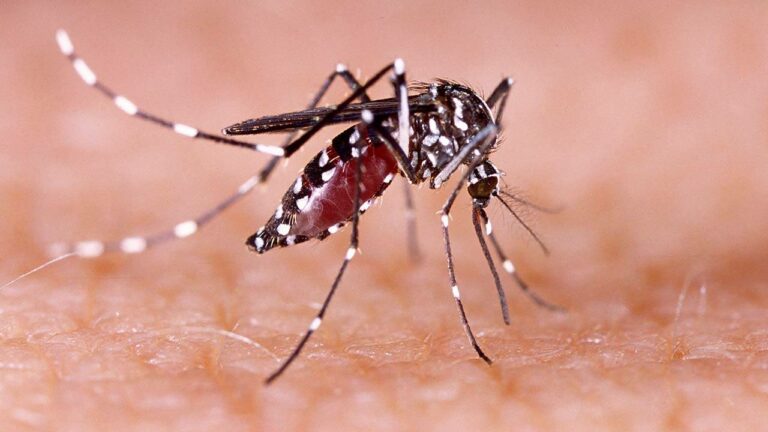 Dengue Symptoms: డెంగ్యూ వ్యాధి లక్షణాలు ఇవే.. మీరూ ఒకసారి చెక్ చేసుకోండి..?