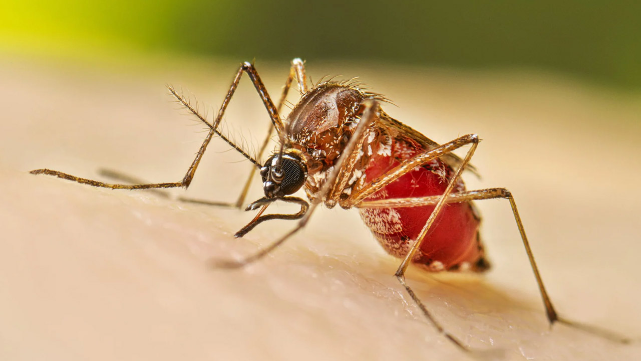 Dengue Prevention: డెంగ్యూ బారిన పడకుండా ఉండాలంటే ఏం చేయాలి..?
