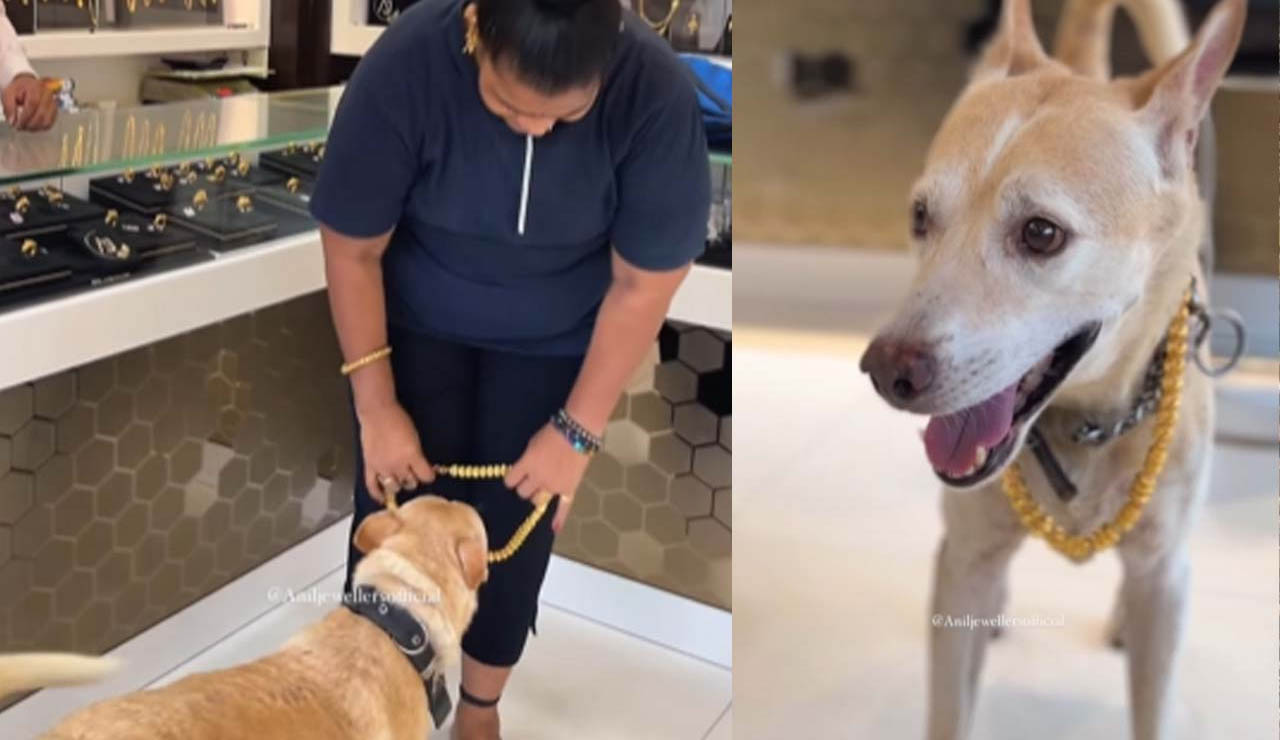 Viral Video: ప్రతి కుక్కకి ఒకరోజు వస్తుందంటే ఏమో అనుకున్నాం.. అది ఇదే కాబోలు..