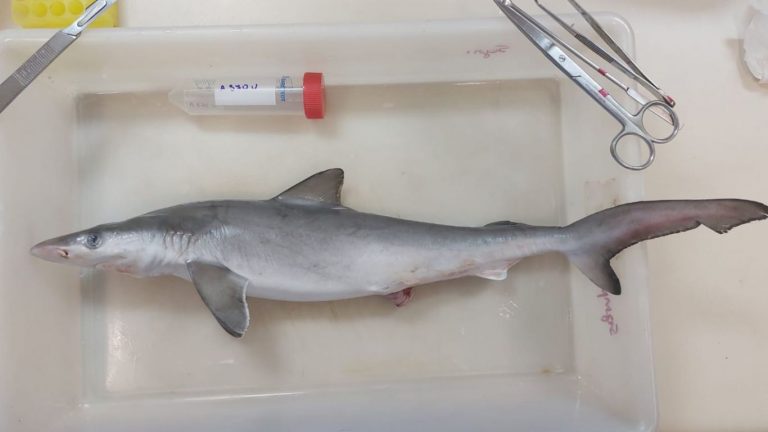 Drugs Positive: ఇదేందయ్యా ఇది.. సొరచేపలకు ‘డ్రగ్స్ పాజిటివ్’