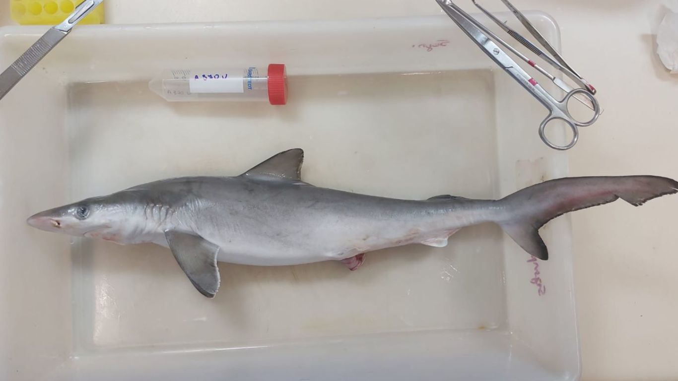 Drugs Positive: ఇదేందయ్యా ఇది.. సొరచేపలకు ‘డ్రగ్స్ పాజిటివ్’