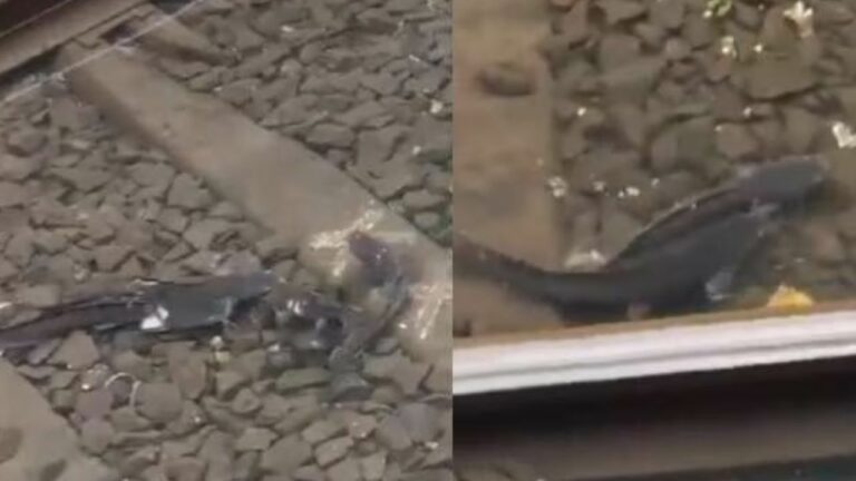 Fish Viral video: రైలు కాదు.. పట్టాలపై తిరుగుతున్న చేపలు! వీడియో వైరల్