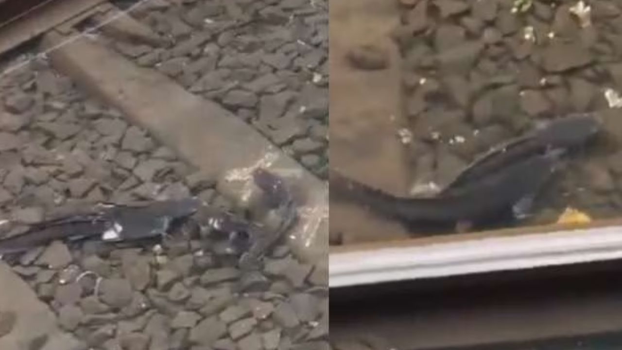 Fish Viral video: రైలు కాదు.. పట్టాలపై తిరుగుతున్న చేపలు! వీడియో వైరల్