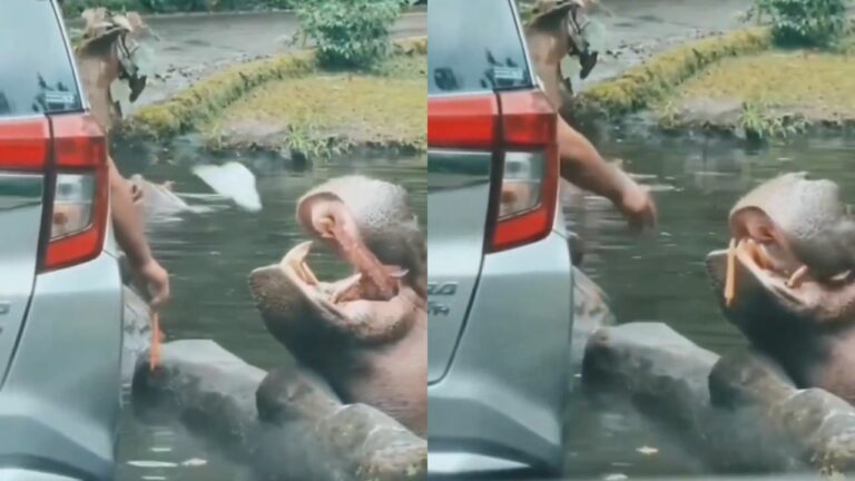 Viral Video: ఆహారం కోసం ఆశగా నోరు తెరచిన హిప్పోపొటామస్.. ఈ పర్యాటకుడి పనికి అందరూ షాక్!