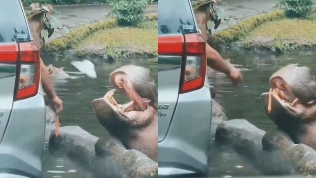 Viral Video: ఆహారం కోసం ఆశగా నోరు తెరచిన హిప్పోపొటామస్.. ఈ పర్యాటకుడి పనికి అందరూ షాక్!