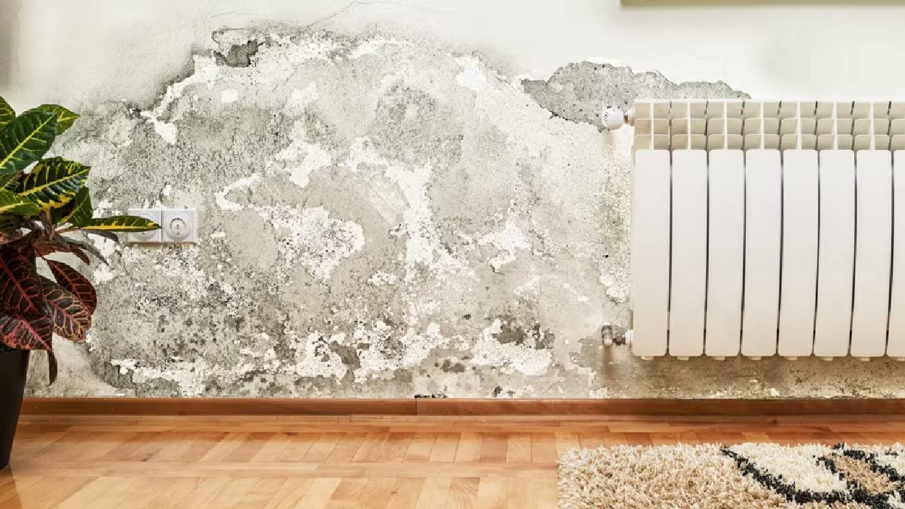 Damp-Proof House: తరచూ కురిసే వర్షాలకు గోడలు దెబ్బతింటున్నాయా? అయితే ఇలా చేయండి..