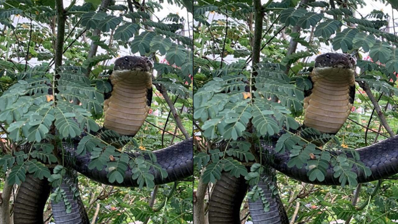 Karnataka video: ఇళ్ల మధ్యకు వచ్చేసిన భారీ కింగ్ కోబ్రా.. బెంబేలెత్తిపోయిన ప్రజలు