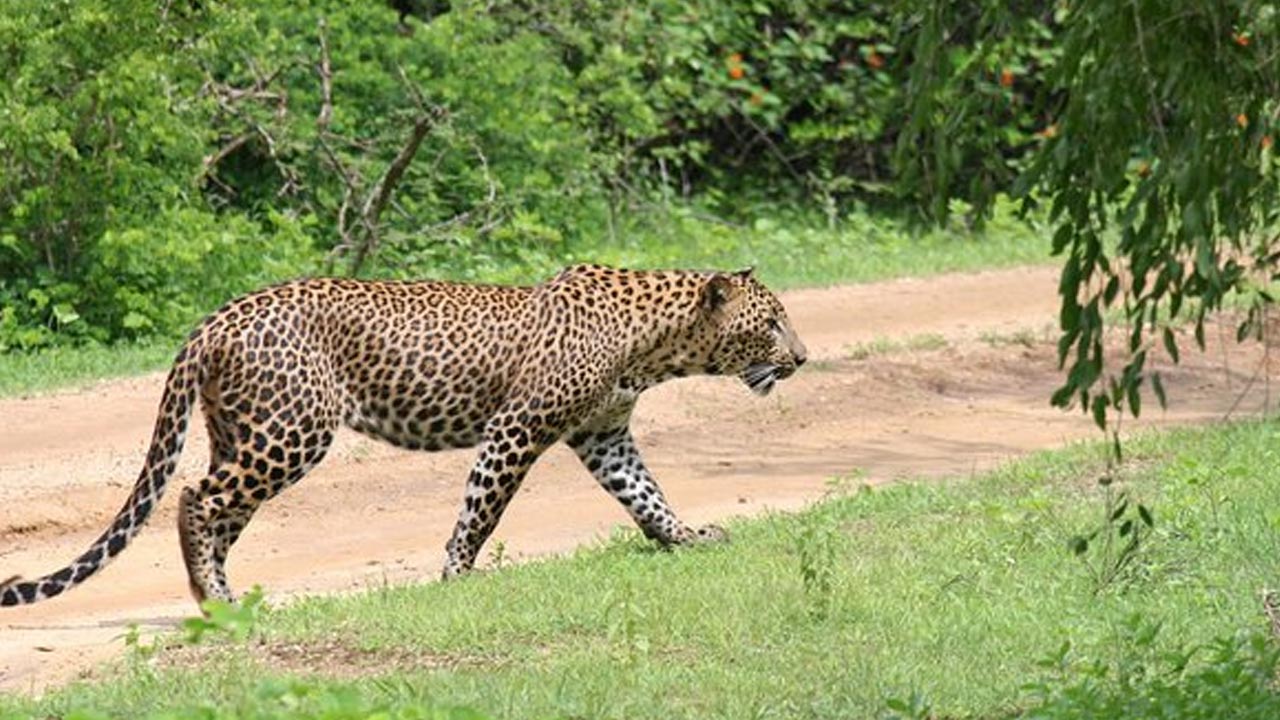 Leopard in Srisailam: శ్రీశైలంలో చిరుత కలకలం.. భక్తులకు అధికారుల హెచ్చరిక