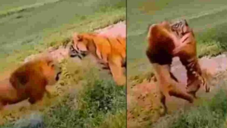Viral Video: సింహం, పులి ఫైట్.. ఏది పవర్‌ఫుల్లో మీరే చూడండి!