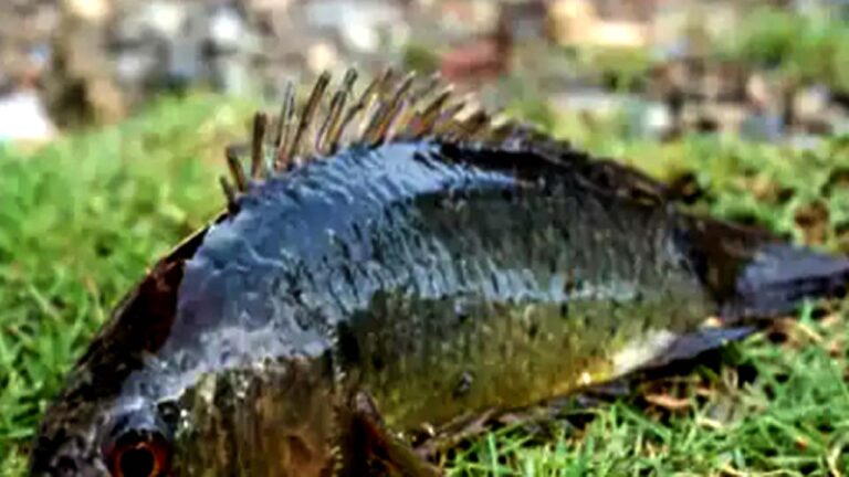 Viral News: తెలంగాణలో చెట్లెక్కుతున్న చేపలు.. చూసేందుకు ఎగబడుతున్న జనం..