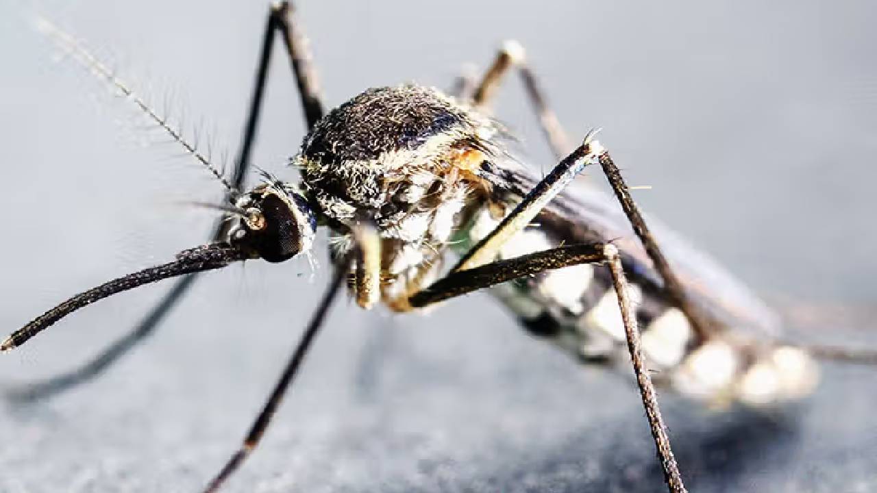 Malaria: దేశంలోని 5 రాష్ట్రాల్లో మలేరియా విజృంభణ.. గతేడాది రికార్డు బద్దలు