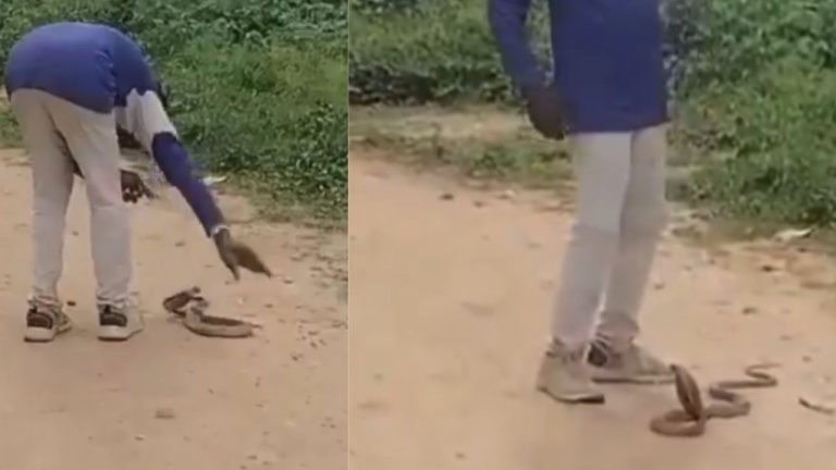 Cobra Viral Video: మద్యం మత్తులో నాగుపాముతో ఆటలాడిన నాగరాజు.. కాటు వేయడంతో పరిస్థితి విషమం!