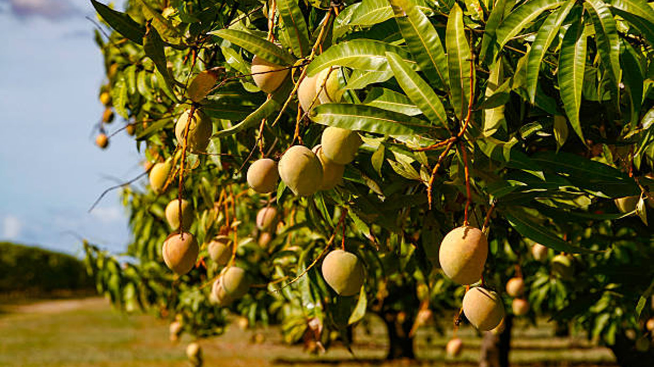 Uttar Pradesh: మామిడికాయల కోసమని వెళ్లిన చిన్నారులపై తోటమాలి దారుణ చర్య..