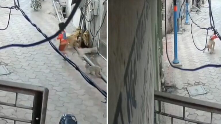 Monkeys Attack: దారుణం.. 5 ఏళ్ల బాలుడిపై కోతుల దాడి.. చివరకు