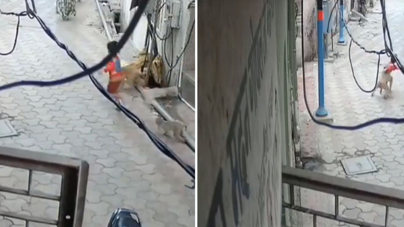 Monkeys Attack: దారుణం.. 5 ఏళ్ల బాలుడిపై కోతుల దాడి.. చివరకు