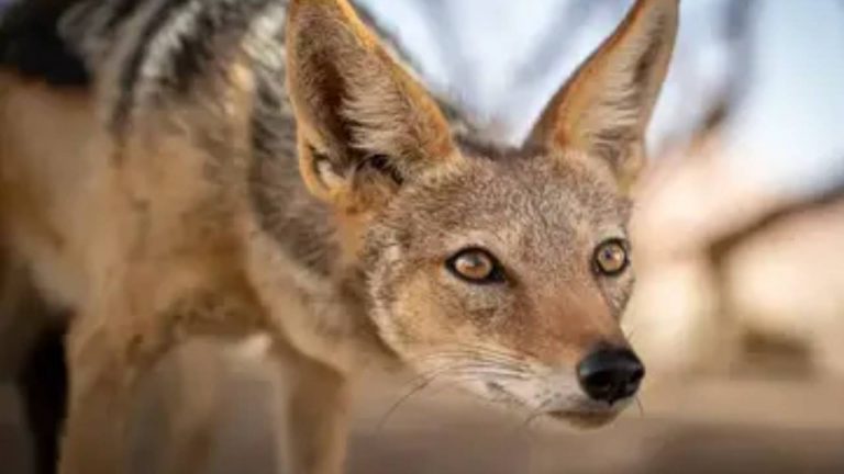 Uttarpradesh : నక్కతో పోరాడి తమ్ముడిని రక్షించుకున్న అక్క