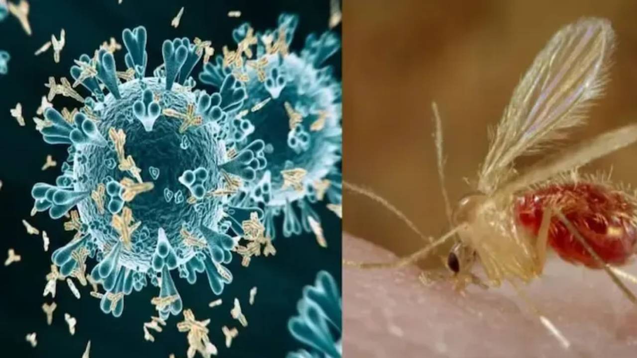 Chandipura Virus : చండీపురా వైరస్ కారణంగా గుజరాత్‌లో 14 మంది మృతి