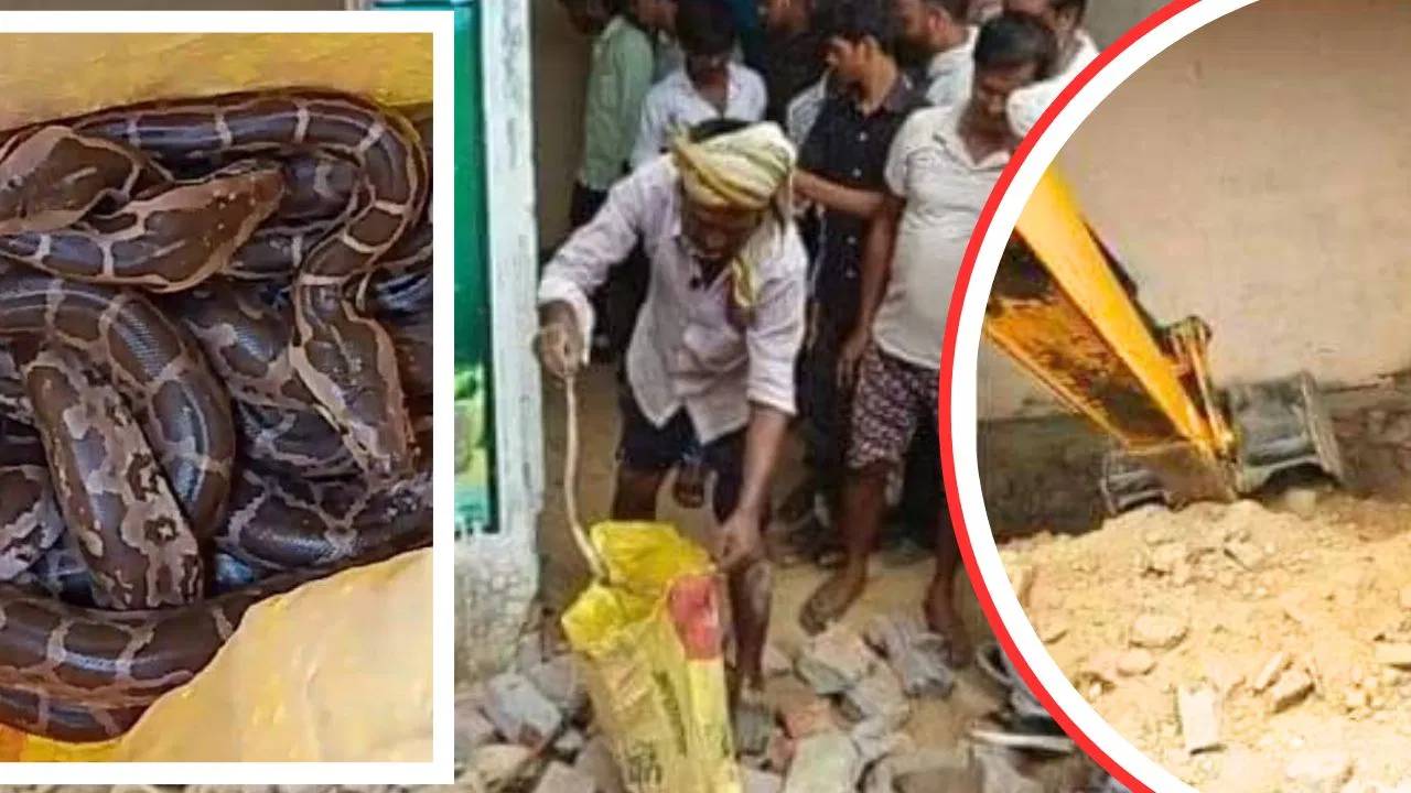Snakes In House : ఇల్లా పాముల పుట్టా.. తలుపులు తెరవగానే 26 కొండచిలువలు