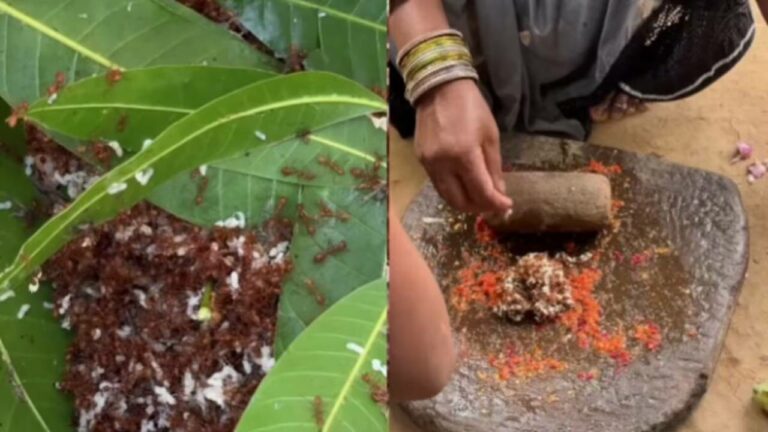 Viral Video: బాబోయ్ ఎర్ర చీమలతో చట్నీనా.. ఎలా చేస్తారో చూసేయండి..