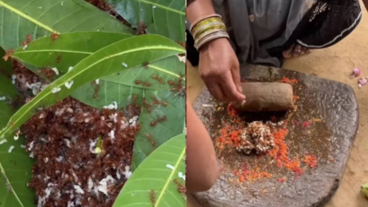 Viral Video: బాబోయ్ ఎర్ర చీమలతో చట్నీనా.. ఎలా చేస్తారో చూసేయండి..