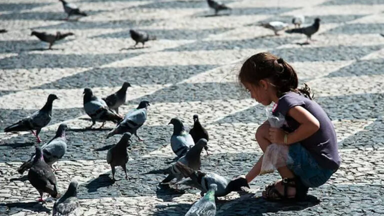 Pigeons: పావురం ఈకలు, రెట్టలతో ప్రమాదం.. ముఖ్యంగా చిన్న పిల్లలకు..!