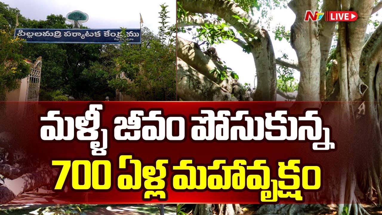 Pillalamarri: మళ్ళీ జీవం పోసుకున్న పిల్లలమర్రి.. టచ్ చేస్తే భారీ జరిమానా..!