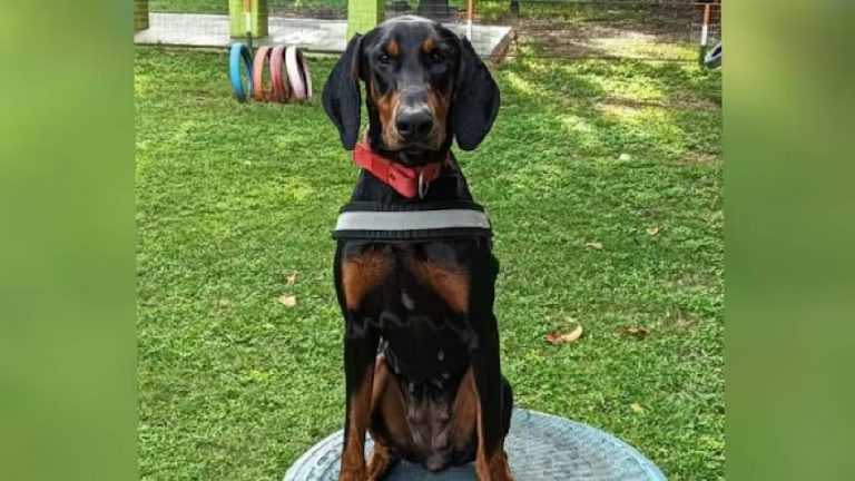 Police Dog: 8 కి.మీ పరిగెత్తి హంతకుడిని పట్టించి, మహిళను రక్షించిన పోలీస్ జాగిలం..