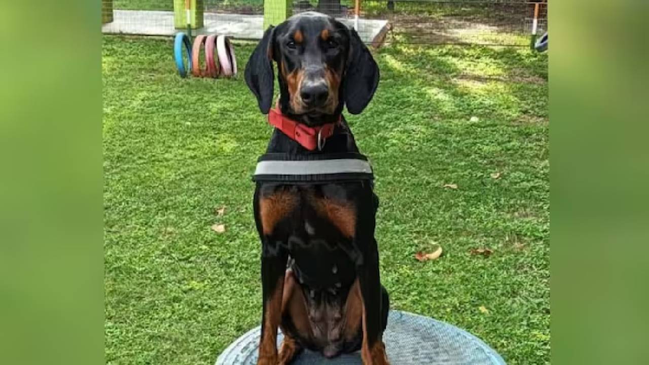 Police Dog: 8 కి.మీ పరిగెత్తి హంతకుడిని పట్టించి, మహిళను రక్షించిన పోలీస్ జాగిలం..