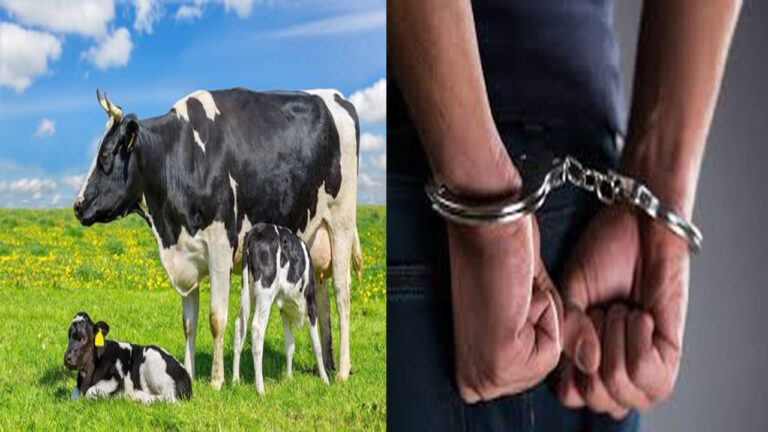 Rajasthan: ఆవు దూడపై అసహజ శృంగారం.. నిందితుడు అరెస్ట్