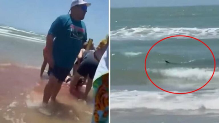 Shark attack: నలుగురిపై షార్క్ దాడి.. వీడియో వైరల్