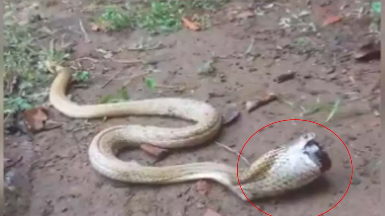 Snake Video: దగ్గు సిరప్ బాటిల్ మింగిన నాగుపాము.. చివరికి ఏమైందంటే..!