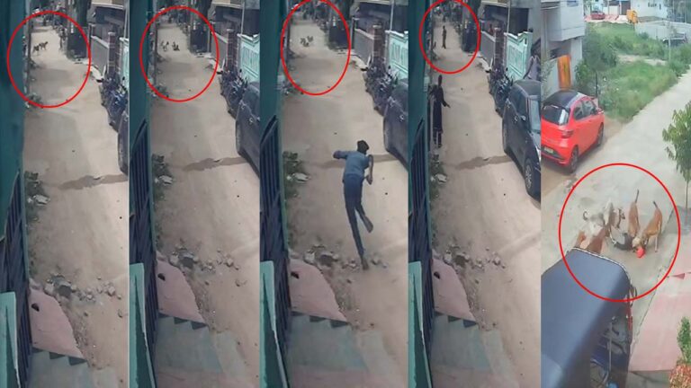 Sangareddy: చిన్నారుల పాలిట యమదూతలుగా మారుతున్న డేంజర్ డాగ్స్..