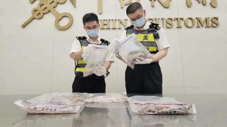 Smuggling: అక్కడ ఎలా దాచావ్ రా.. ప్యాంటులో 100కి పైగా పాములు..