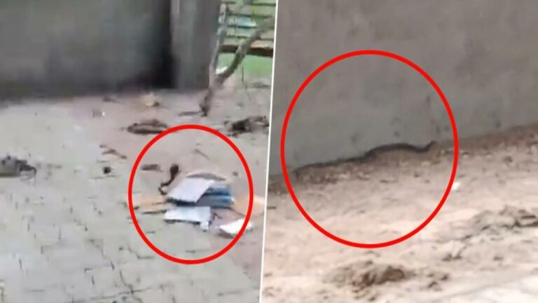 Snake Video: విద్యార్థి స్కూల్ బ్యాగ్‌లో విషపూరిత పాము.. వీడియో వైరల్