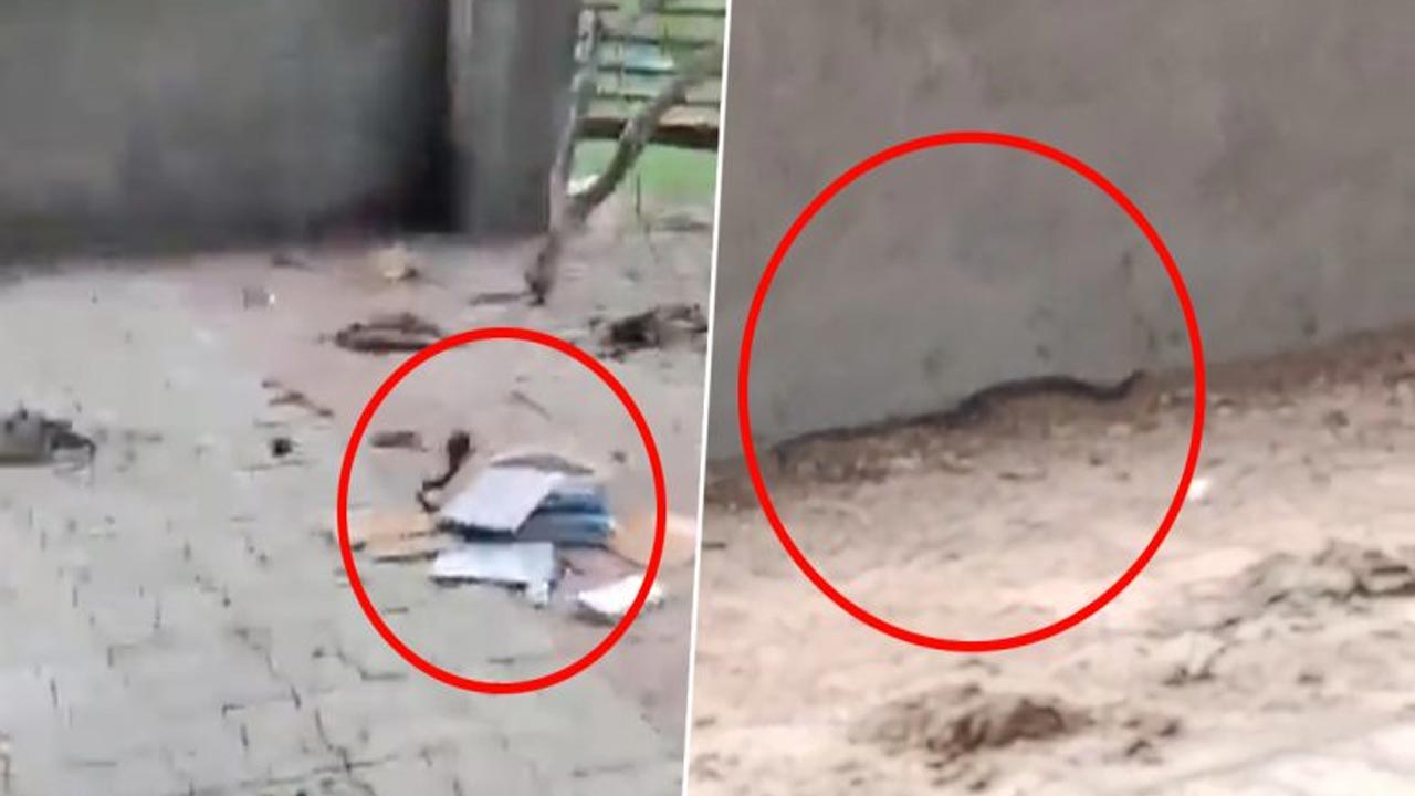 Snake Video: విద్యార్థి స్కూల్ బ్యాగ్‌లో విషపూరిత పాము.. వీడియో వైరల్