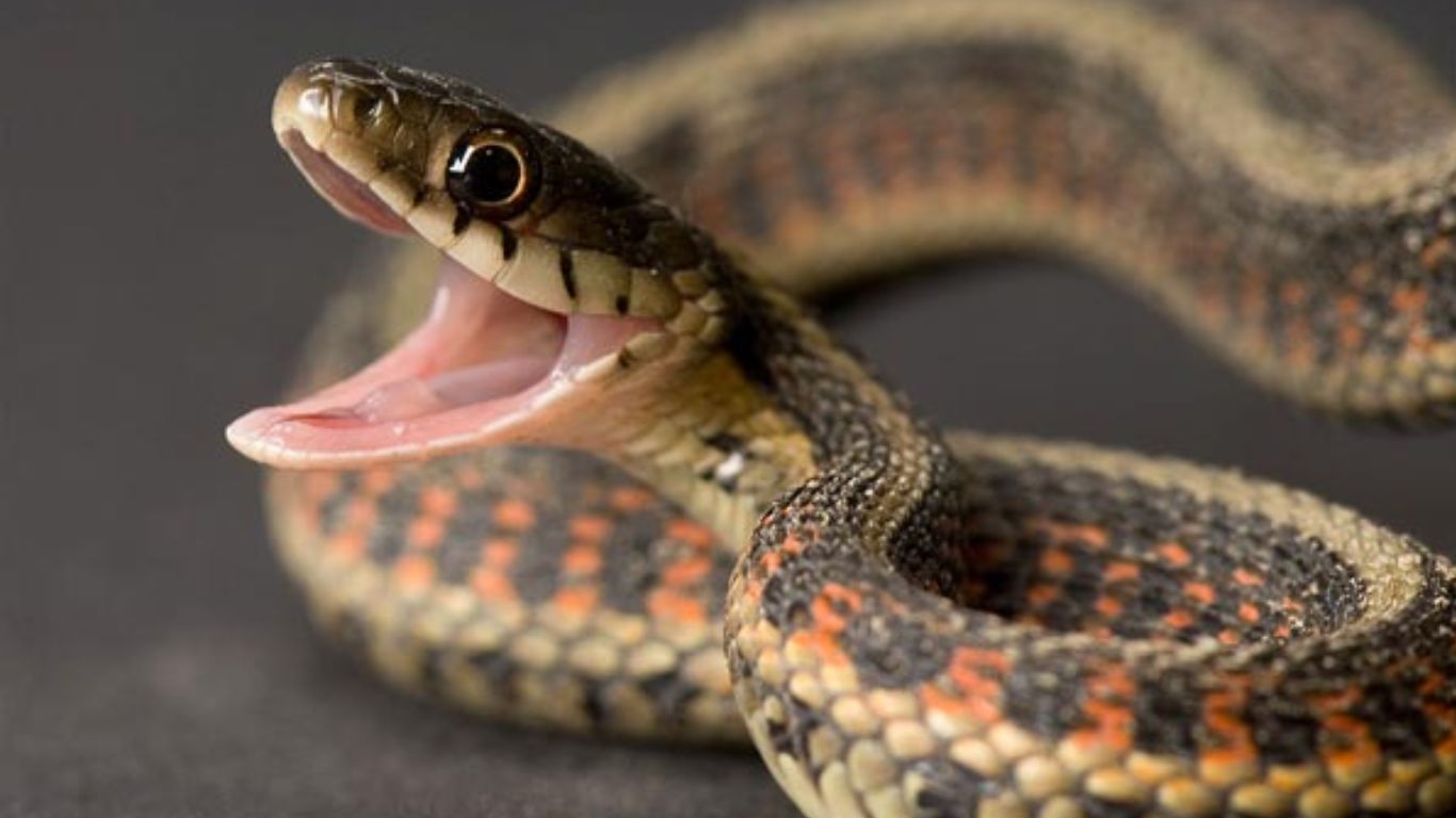 Snakes In Home: దేవుడా.. అది ఇళ్ల లేక పాముల పుట్ట.. 16 పాములు, 32 గుడ్లు..