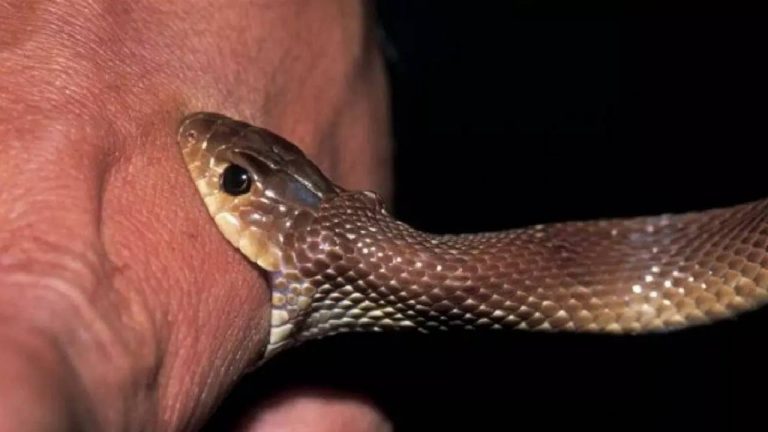 Snakebite: వర్షాకాలంలో పాముల సంచారం.. పాము కరిస్తే వెంటనే ఇలా చేయండి..