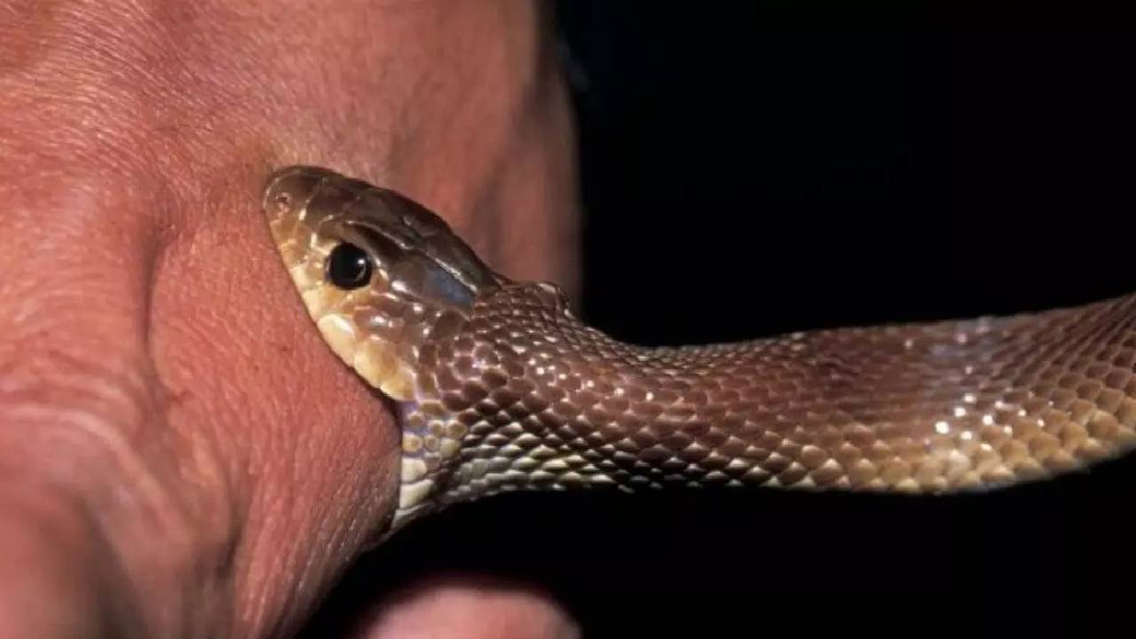 Snakebite: వర్షాకాలంలో పాముల సంచారం.. పాము కరిస్తే వెంటనే ఇలా చేయండి..