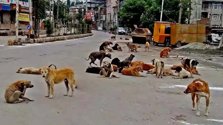 Prevention Dogs: వీధి కుక్కల బెడద అరికట్టండి.. సీఎం ఆదేశాలతో రంగంలోకి జీహెచ్‌ఎంసీ..