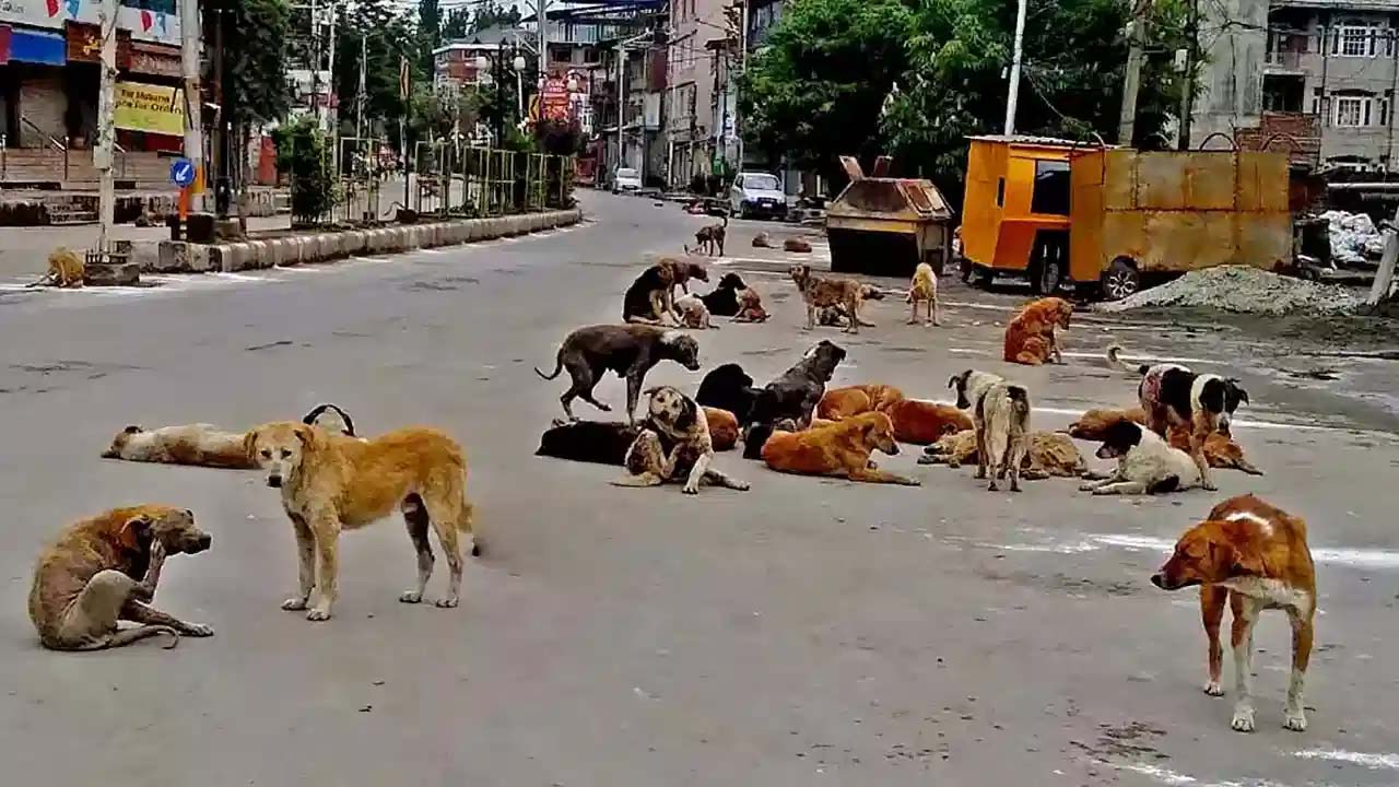 Prevention Dogs: వీధి కుక్కల బెడద అరికట్టండి.. సీఎం ఆదేశాలతో రంగంలోకి జీహెచ్‌ఎంసీ..