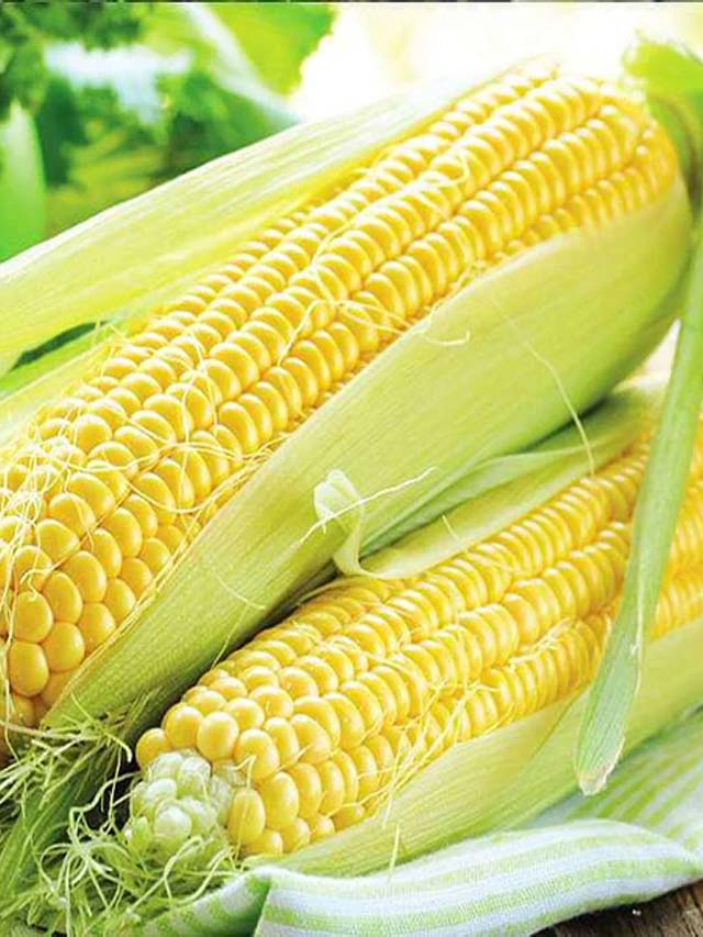Sweet corn: వానాకాలంలో స్వీట్‌కార్న్‌తో ఎన్ని లాభాలో..! – NTV Telugu